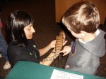 Blue Tongue skinks are another docile lizard that can be handled Blue Tongue skinks are another docile lizard that can be handled