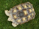 We bring small or large tortoises to any event We bring small or large tortoises to any event