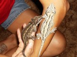 Geckos- children's birthday parties Geckos- children's birthday parties