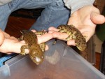 Many amphibians can be brought to your event Many amphibians can be brought to your event