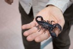 The largest scorpion species in the world The largest scorpion species in the world
