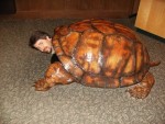 Whoa! That is one weird looking tortoise ! Whoa! That is one weird looking tortoise !