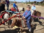 Mini horses on 10 foot carousel