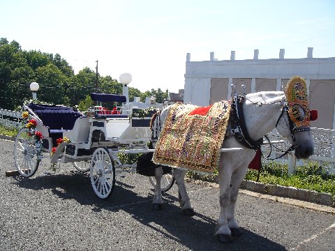 Indian Wedding carriage
