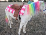 Pretty Ponies