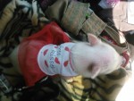 kiss the pig