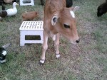 mini cow
