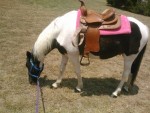paint pony