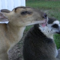 Exotic Animal Experience - Animal Entertainment in Orlando, Florida