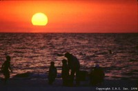 Florida EverBlades - Temporary Tattoo Artist in Spring Hill, Florida