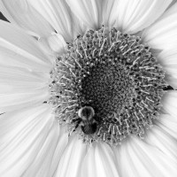 Forward Vision Photography - Portrait Photographer in Rutland, Vermont