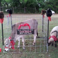 God's Little Critters - Children's Party Entertainment in Dallas, Texas