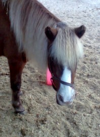 Happy Trails Ponies and Petting Farm