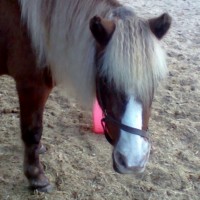 Happy Trails Ponies and Petting Farm - Animal Entertainment in St Petersburg, Florida