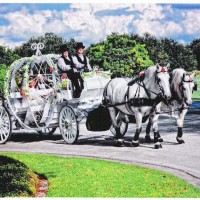 HighHorse Carriage Rides, Inc. - Horse Drawn Carriage in Jacksonville, Florida