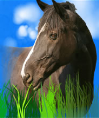 Horse Play Parties