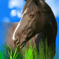 Horse Play Parties - Unique & Specialty in Victoria, British Columbia