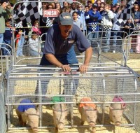 Hot Dog Pig Racing