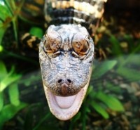 JB's Rattles - Petting Zoos for Parties in Hampton, Virginia