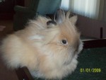 Simba the Lionhead Bunny! Simba the Lionhead Bunny!