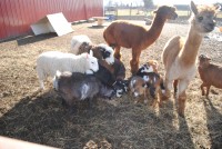 June Bug Ranch Pony Rides & Petting Zoo