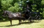 Horse drawn hearse Detroit mi Horse drawn hearse Detroit mi