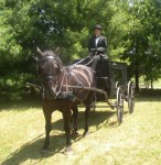 Horse Drawn hearse Michigan Horse Drawn hearse Michigan
