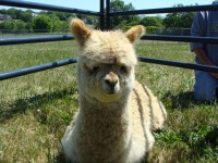 Little Critters Traveling Petting Zoo - Unique & Specialty in Salem, Virginia