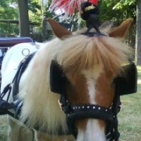 Little Horseshoe Farm - Limo Services Company in Pasadena, Texas