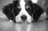 Long Island Pet Portraits - Photographer in Bridgeport, Connecticut