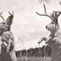 Los Jackalopes - Acoustic Band in Austin, Texas
