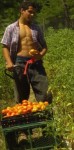 Farming Organic Goodness