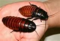 Mini-Beast Live Insect Presentation