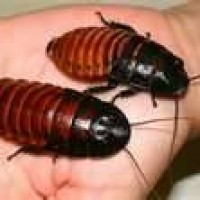 Mini-Beast Live Insect Presentation - Petting Zoos for Parties in Medford, Oregon