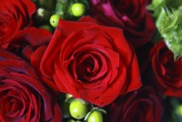 Kristine Nastasi Designs - Event Florist in , 