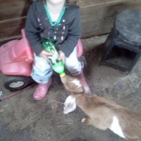 Party Animals - Petting Zoos for Parties in Norwich, Connecticut