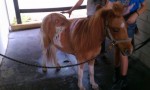 Mini Pony Painting