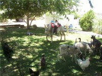 Ponies N' Critters - Pony Party in Anaheim, California