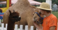 Pony To Go - Pony Party in College Park, Maryland
