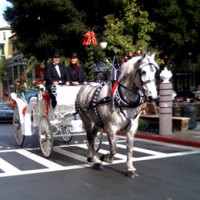 Redwood Mountain Percherons - Horse Drawn Carriage in Danville, California