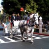 Redwood Mountain Percherons