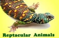 Reptacular Animals - Pony Party in Anaheim, California