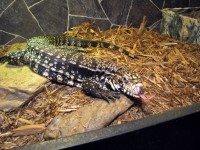 Reptilepartywny