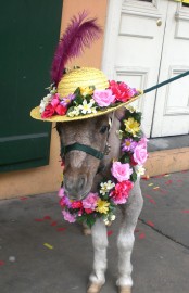 Rowdy's Rascals Pony Parties & Petting Zoo