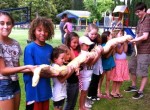 Boa Constrictor