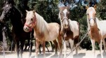 Pony Rides