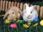 Bunnies