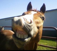 Silver Creek Stables Riding Center