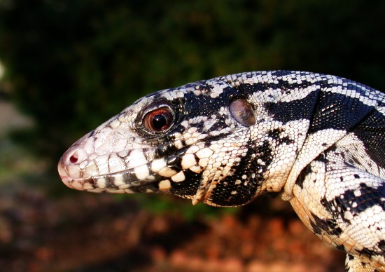 BOLIVAR THE BLACK AND WHITE TEGU