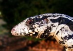 BOLIVAR THE BLACK AND WHITE TEGU BOLIVAR THE BLACK AND WHITE TEGU